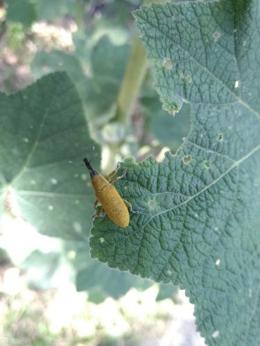 Lixus sp.